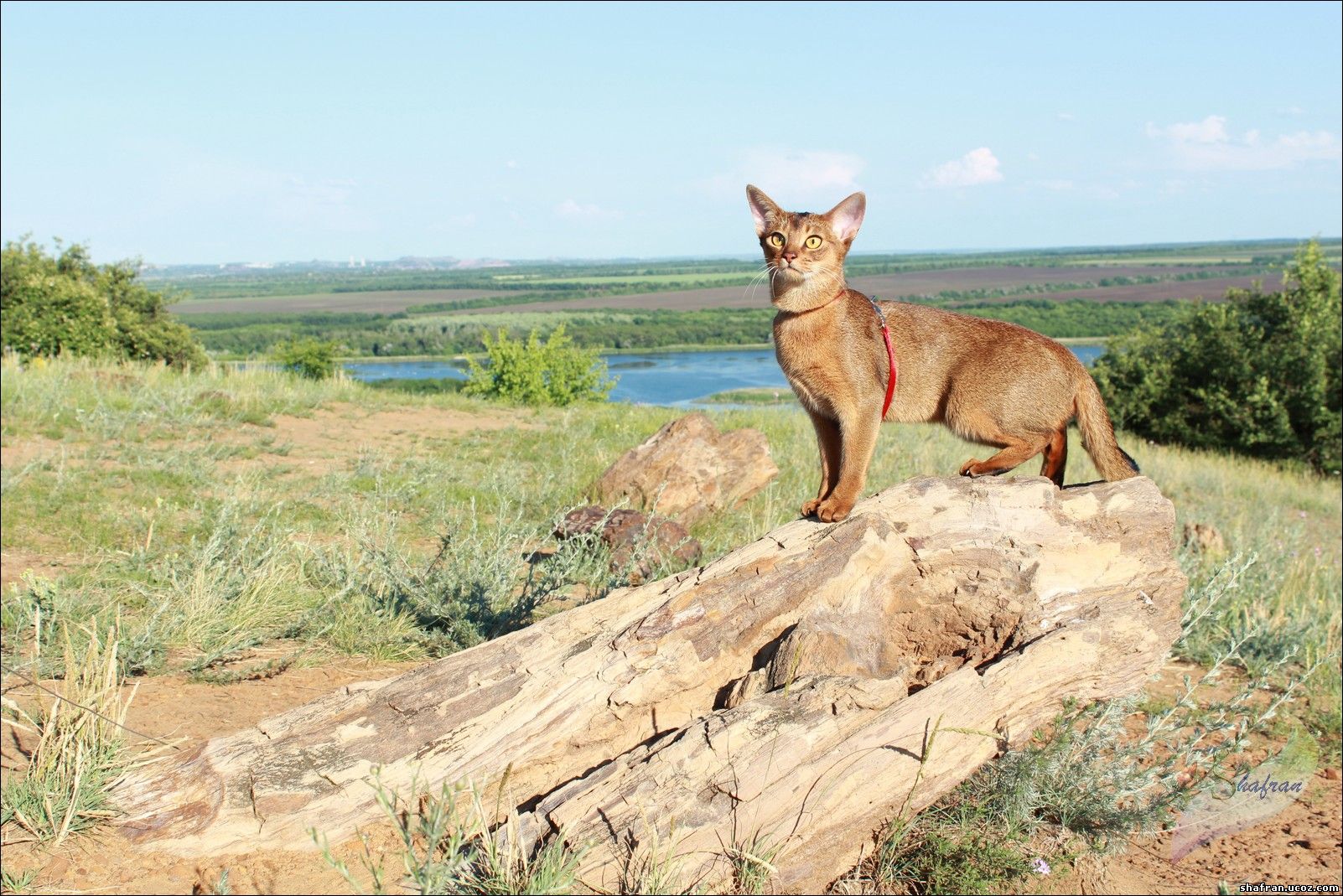 Abyssinian cat Shafran