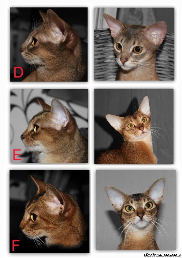 Профиль абиссинской кошки