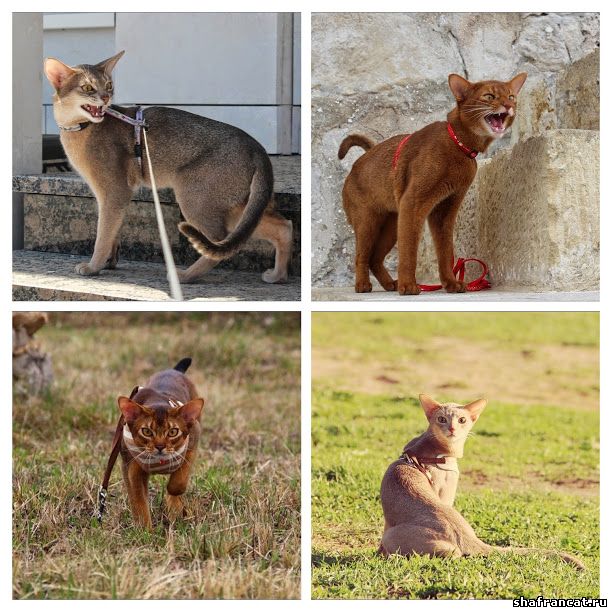 Abyssinian colors cattery Shafran