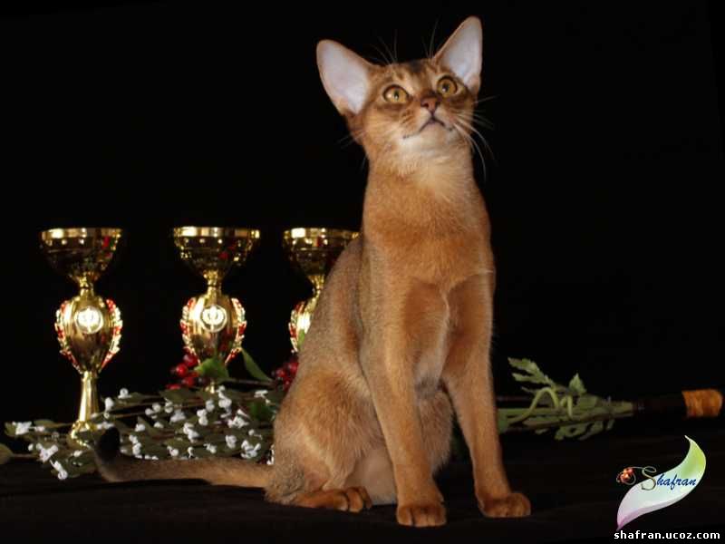 Питомник абиссинских кошек Шафран