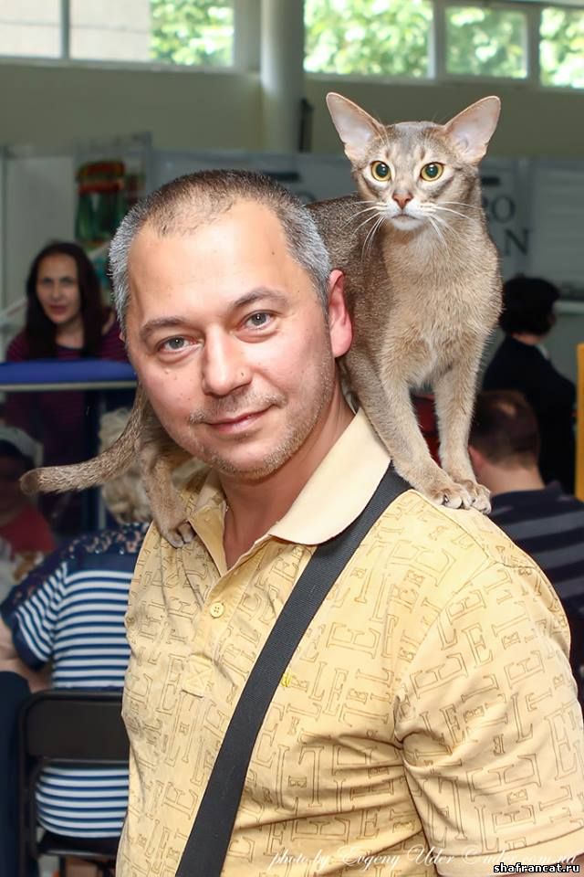 питомник абиссинских кошек Shafran